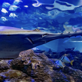 Celebrating Sawfish with Ripley’s Aquarium of Canada